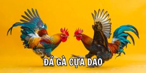 Cách dưỡng và chăm sóc sau trận đấu Đá gà Cựa Dao