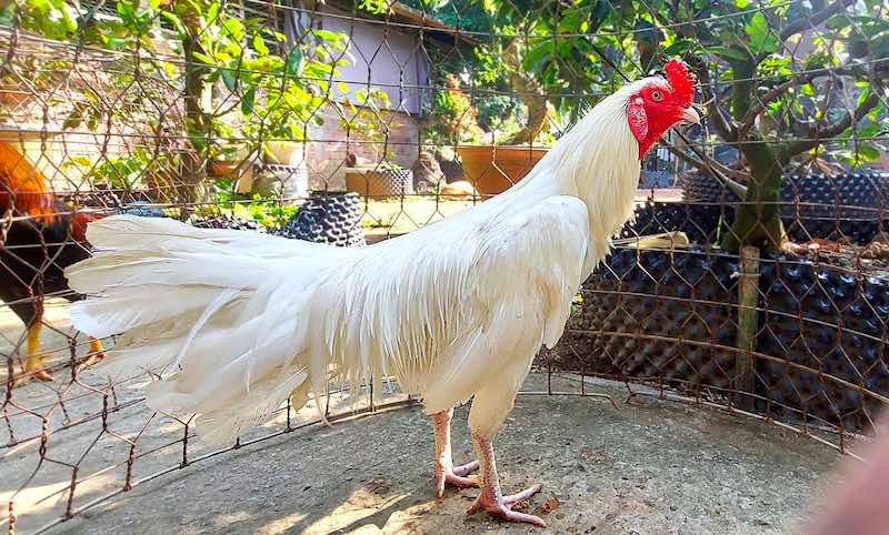 Khoảnh khắc gà úa tung đòn phản công chớp nhoáng trên sới đấu Jun88