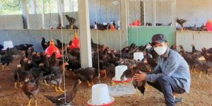 Nuôi Gà Đá Làm Giàu – Từ 50 Triệu Lên Tiền Tỷ Tại Jun88
